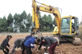 挖折耳根竟用上挖掘机图片