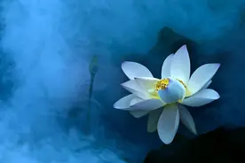 一声佛号一声心，一树一菩提,一生一世一追寻。图片