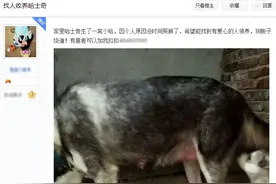 网上真有免费赠送宠物求收养的吗？呵呵，相信你就输啦！图片