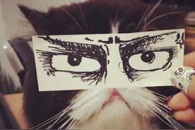 如何让猫咪变得更可爱？送它双会说话的眼睛吧！图片