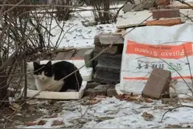 哈市居民分两派为“猫事”闹到居委会，究竟因为啥？图片