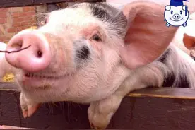 猪的智商在动物之中究竟是什么水平？它们真有那么笨吗？图片