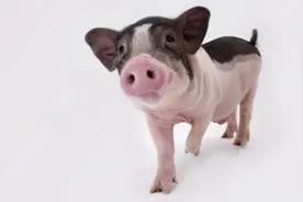 平原君童年斗兽记（连载）图片