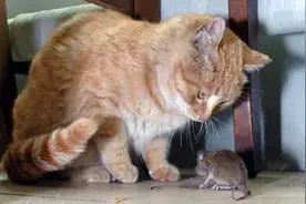 冤家聚头：“善良”母猫捉回小老鼠和小猫一窝养(图)图片