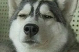 狗狗随地尿尿被主人嫌弃了要送走，哭的好伤心图片