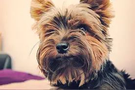 动物世界犬种-约克夏图片