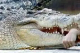 水族馆鳄鱼再次咬人，只怪饲养员图娱乐作死视频封面