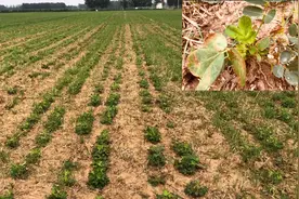 花生没出齐苗能不能打除草剂？花生田打过除草剂后叶片发黄咋整？图片