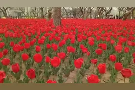 甘肃兰州：刘家峡冰河路景观，大片郁金香魅力绽放视频封面