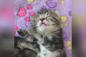 萌萌猫咪睡觉觉，怎么还自己打自己呀？视频封面