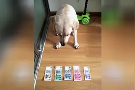 一只会认人民币的狗狗，还能打电话讲小品，不知道主人是怎么训练的