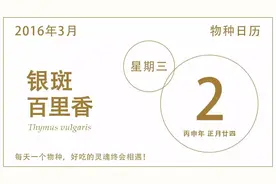 银斑百里香：其实是没有银斑的图片