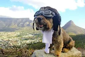 逃避虐狗节，请带上单身狗专属的百搭旅行箱图片