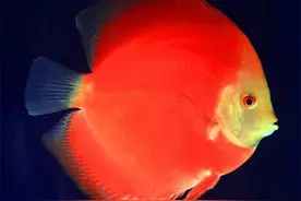 神仙鱼常见症状对应表图片