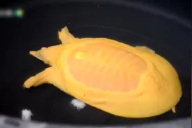 泰国村民捡金色野生甲鱼，专家称十分罕见，价钱比普通贵100倍视频封面