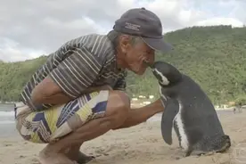 企鹅被老人搭救游8千公里看恩人 只允许恩人将其抱起两人如父子图片