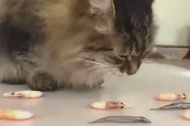 鱼和虾哪个是猫的最爱？看猫咪如何选择！