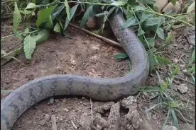 柬埔寨农村小孩用旧壶和PVC管巧设陷阱，而大蛇却自动往里钻！