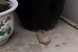 小刺猬吃昆虫了视频封面