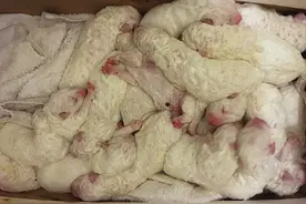 美加州一牧羊犬一胎产下17崽破纪录图片