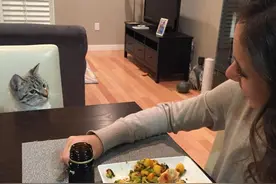 有一只喜欢视奸主人吃饭的喵.然而静静看了一年都没有分到一口.图片