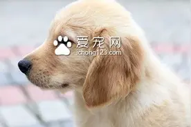 澳丽得狗粮怎么样 零食不能和狗粮拌着喂图片