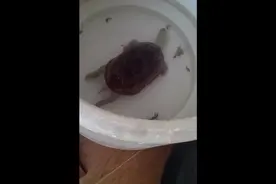 乌龟吃螃蟹吃得那叫一个香啊