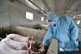 技术试试！健康猪和病猪的区别，你能用眼“看”出来吗图片