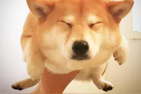 柴犬Maruko"游泳"的图片在网上爆红，网友称划水姿势可爱图片