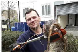 台媒：英市民称伦敦惊现1.2米巨鼠 体形比狗大图片