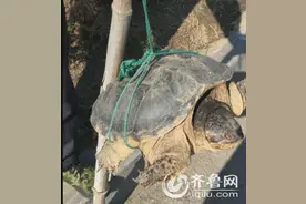 骗子将养殖龟当野龟卖 路边的“怪龟”不要买图片