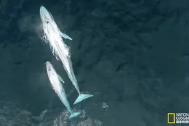 蓝鲸也哺乳？独家视频为您揭晓海洋深处的秘密图片