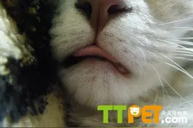 猫咪老是吐舌头什么意思？有病吗？图片