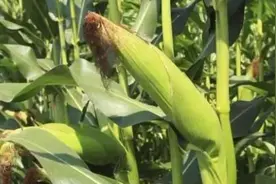 玉米长得高，肯定不抗倒？专家：严重的错误！ 图片