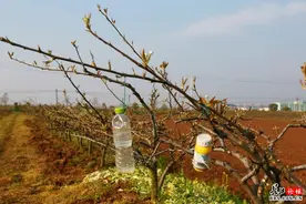 第一次见到很稀奇 果树上为何吊着水瓶图片