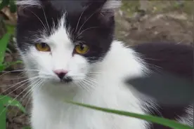 野外的流浪猫打架，压在同伴身上咬脖子