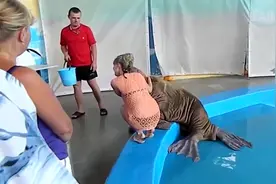 水族馆内发生的爆笑的一幕，美女被海豹“袭击”