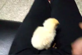 小鸡太吵怎么办？四种方法让他安静下来，第三种有点尴尬