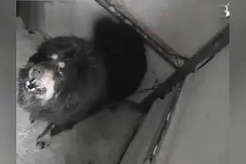 银川惊现凶狠无比的鬼獒比纯种藏獒凶狠百倍，面相恐怖又诡异视频封面