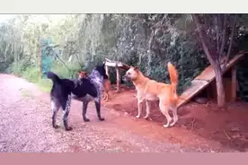 土狗小花与大黄一见钟情，互表爱意，完全无视声嘶力竭的旺财视频封面