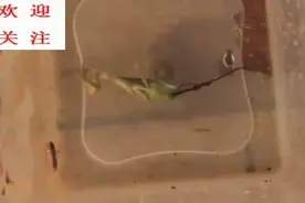 螳螂为什么一沾水就没命了？这铁线虫也太吓人了吧