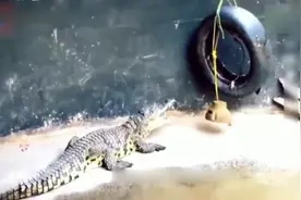 用电击装置电击鳄鱼，被电击过后的鳄鱼反应让人相当震撼！视频封面