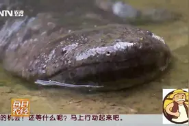 农村大叔说，娃娃鱼发出婴儿的叫声时，打架也很凶猛！视频封面