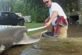 鲟鱼可不止是鱼籽酱，长长的鱼筋也是人间美味，红烧还是砂锅？