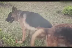 最强护卫犬称号的德牧狗狗-首次跟女友在一起