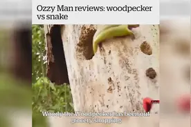 啄木鸟吃虫，竟然一条蛇冒出来，吓一跳视频封面
