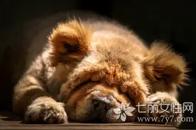 周公解梦：梦见狗死了是什么意思图片