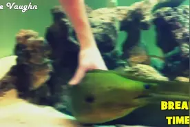 超爱与人互动的鱼！养成这样也是成精了