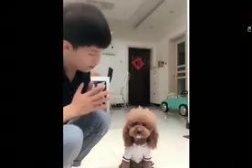 泰迪崽崽一开始说不喜欢灰崽，主人说要送走的时候，它的反应亮了视频封面