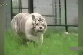 世界最丑老虎—人为干预近亲繁殖所致